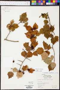 Crataegus pruinosa image