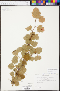 Crataegus pruinosa image