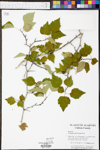 Crataegus pulcherrima image