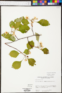 Crataegus pulcherrima image