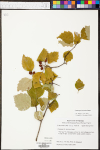 Crataegus intricata image