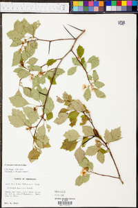 Crataegus intricata image