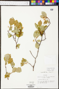 Crataegus intricata image