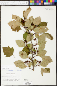 Crataegus intricata image