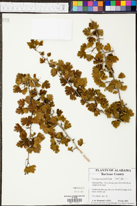 Crataegus marshallii image