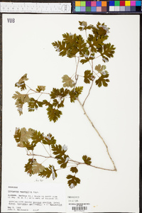 Crataegus marshallii image