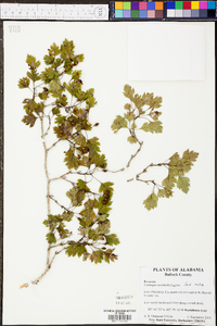 Crataegus marshallii image