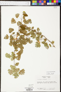 Crataegus marshallii image