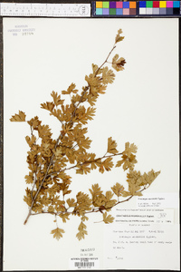 Crataegus marshallii image