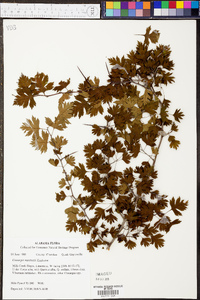 Crataegus marshallii image