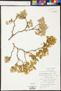 Crataegus marshallii image