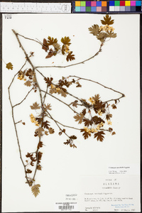 Crataegus marshallii image