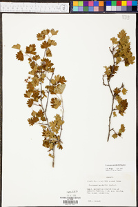 Crataegus marshallii image