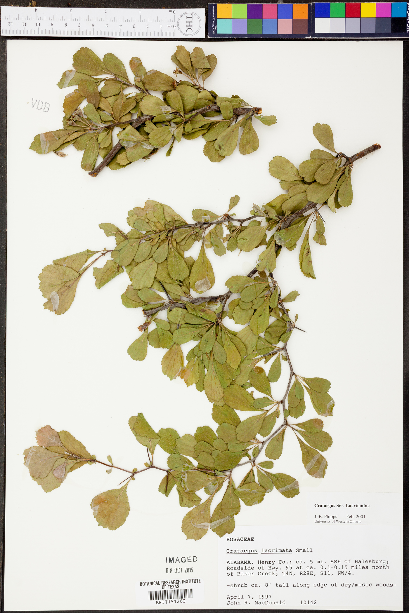 Crataegus lacrimata image