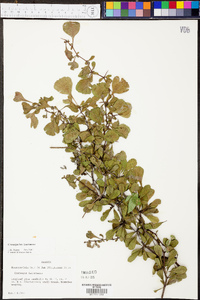 Crataegus lacrimata image