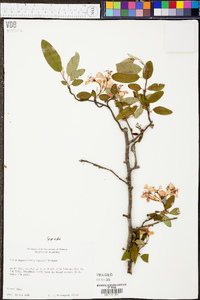 Malus angustifolia image