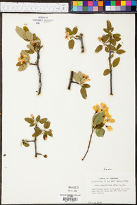 Malus angustifolia image