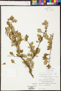 Crataegus spathulata image