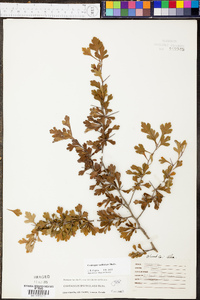 Crataegus spathulata image