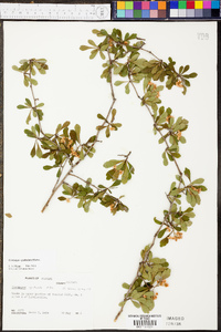 Crataegus spathulata image