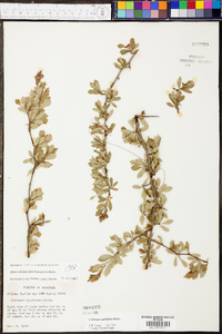 Crataegus spathulata image