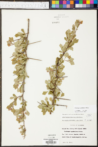 Crataegus spathulata image