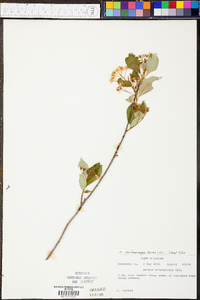 Aronia melanocarpa image