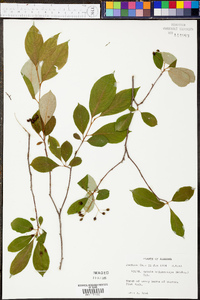 Aronia melanocarpa image