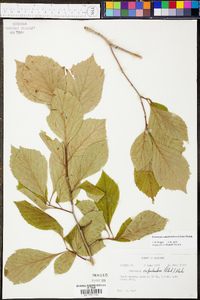 Crataegus calpodendron image