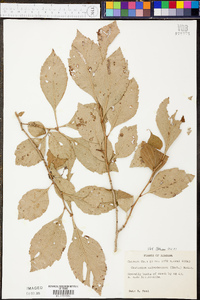 Crataegus calpodendron image