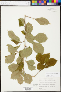 Crataegus calpodendron image