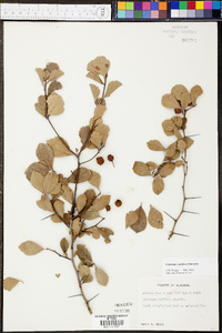 Crataegus uniflora image