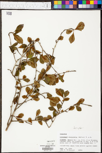 Crataegus aestivalis image