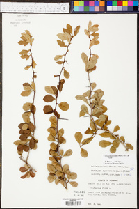 Crataegus aestivalis image