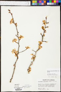 Crataegus aestivalis image