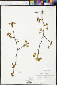 Crataegus pulcherrima image