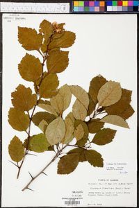 Crataegus pulcherrima image