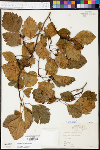 Crataegus pulcherrima image