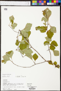 Crataegus pulcherrima image