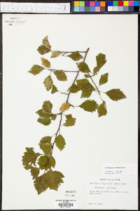 Crataegus pulcherrima image