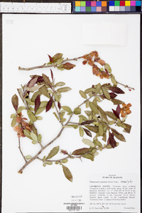 Chaenomeles speciosa image