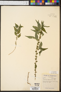 Parietaria pensylvanica image