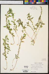 Parietaria pensylvanica image