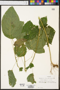 Laportea canadensis image