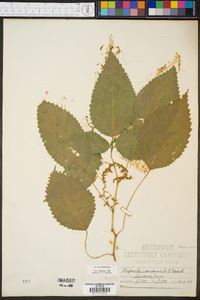 Laportea canadensis image