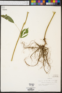 Laportea canadensis image