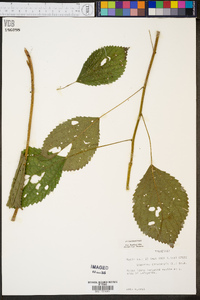 Laportea canadensis image