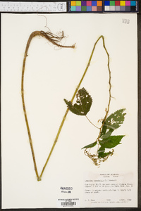 Laportea canadensis image