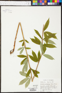 Gillenia trifoliata image