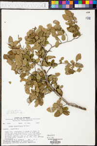 Ulmus crassifolia image